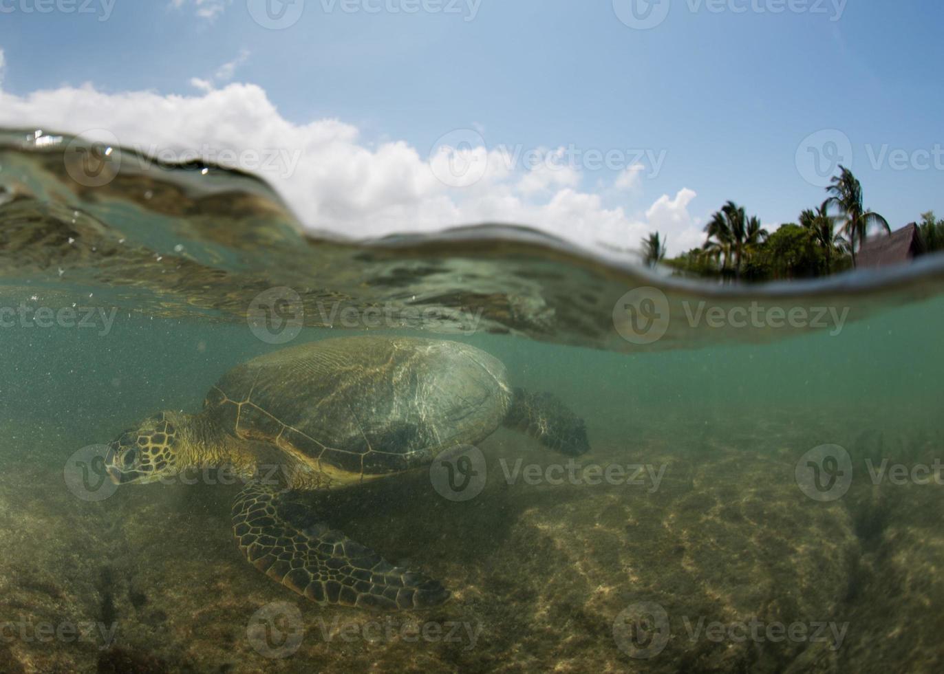 tortue verte sous l'eau se bouchent près du rivage photo