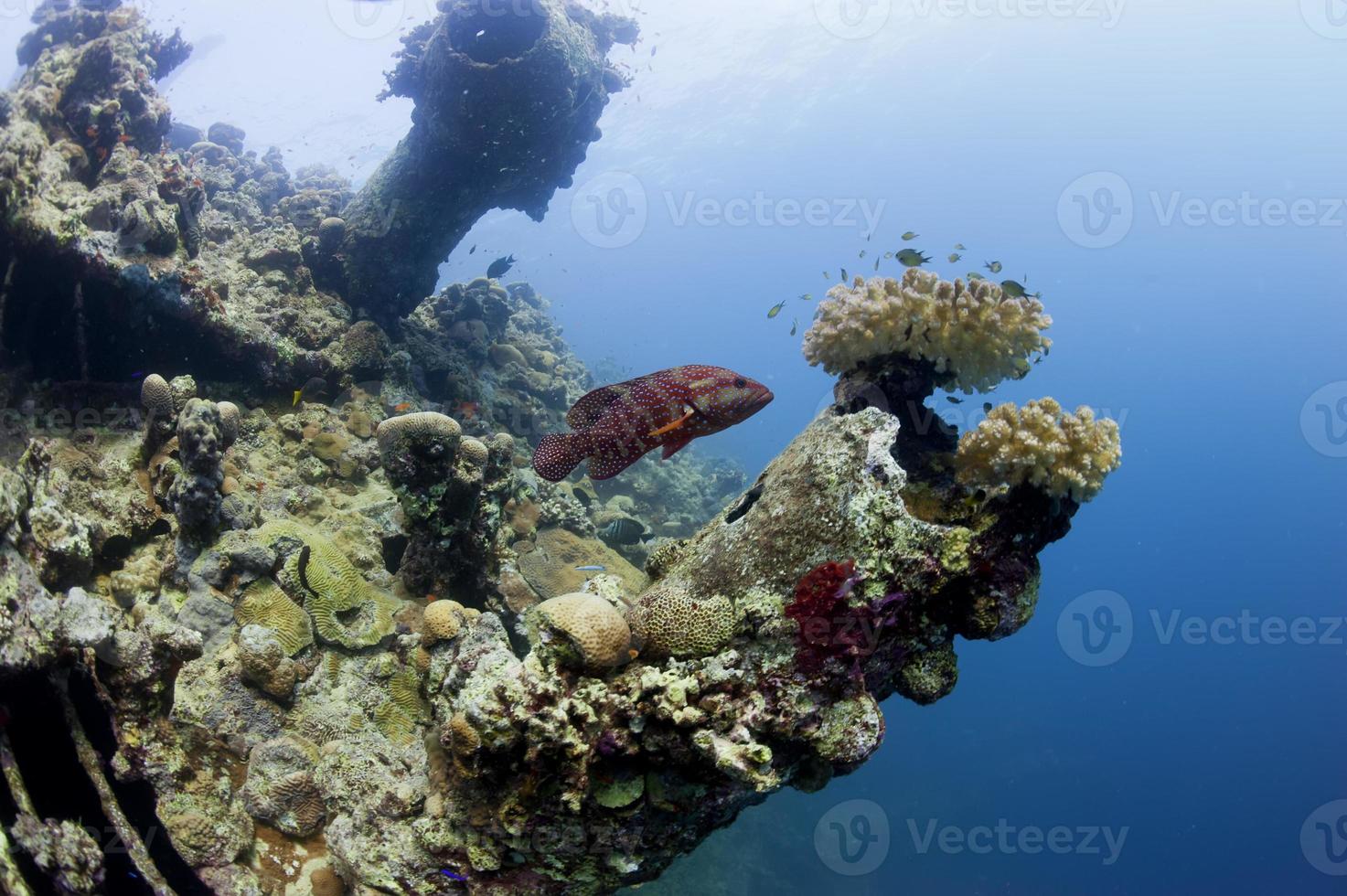 un mérou nageant près d'une épave en mer rouge photo