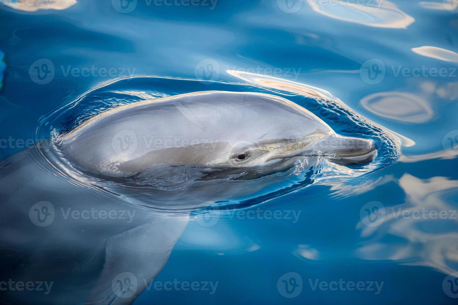 dauphin souriant gros plan portrait photo