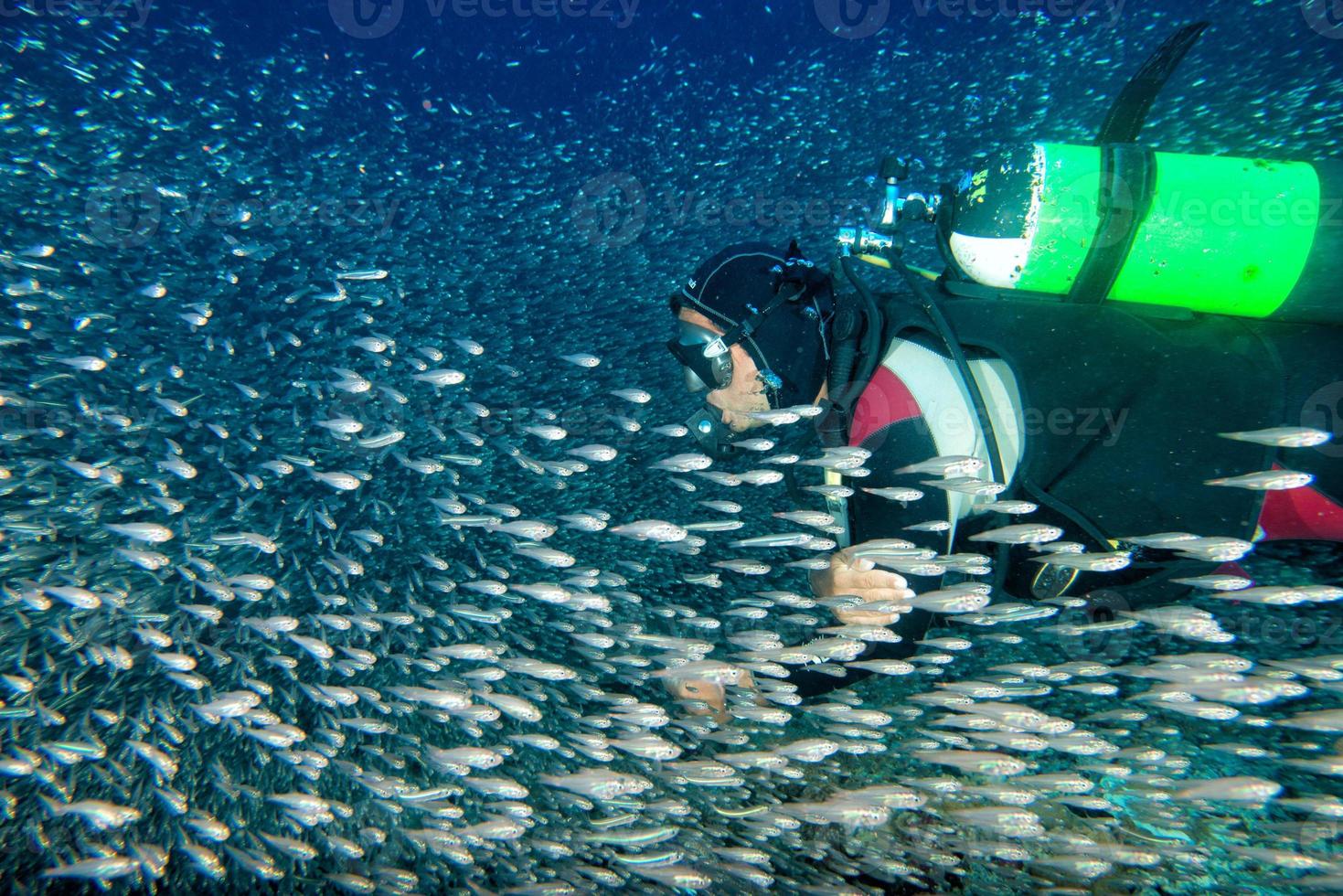 à l'intérieur d'un banc de poissons sous l'eau photo