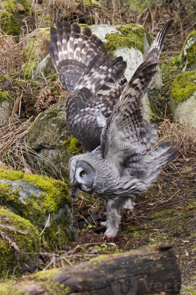 Portrait de loup gris sur le fond de la forêt photo