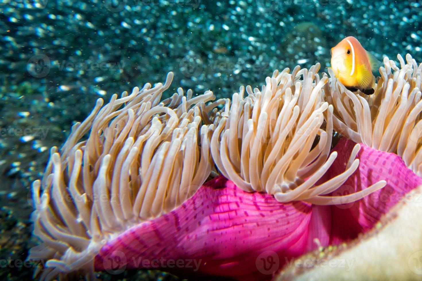 poisson clown à l'intérieur de l'anémone violet rose photo