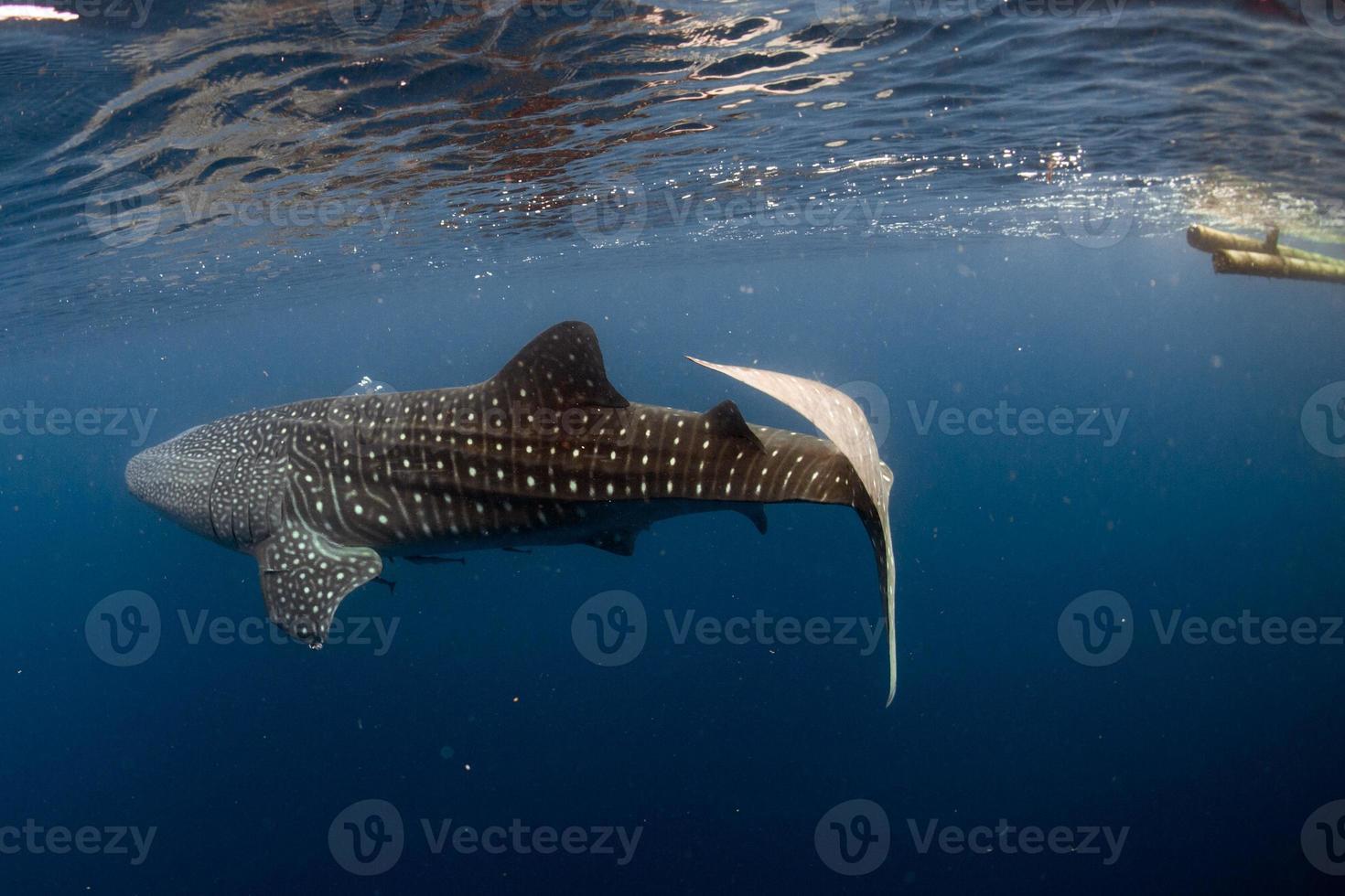 requin baleine venant à vous sous l'eau photo