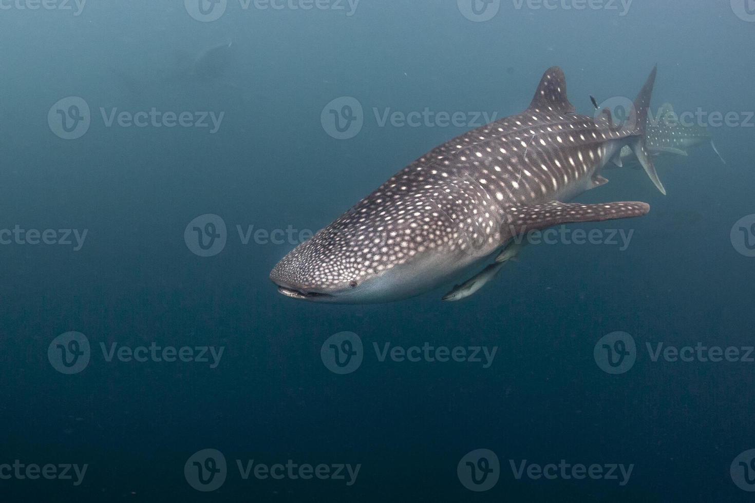 requins baleines sous l'eau venant à vous en papouasie occidentale indonésie photo