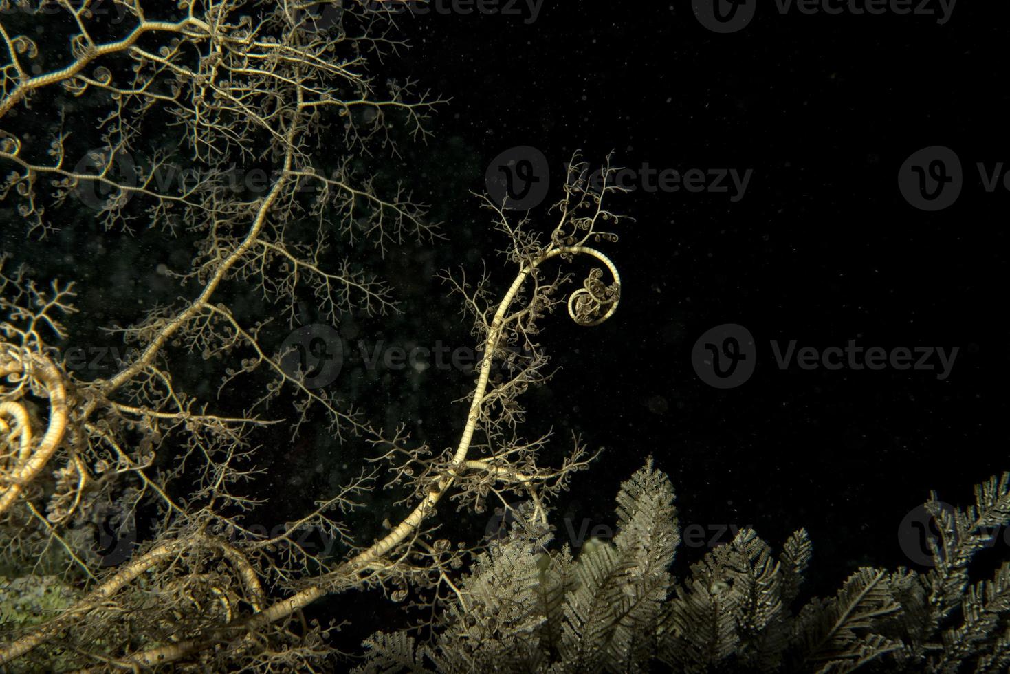 crinoïde sous l'eau en plongée photo