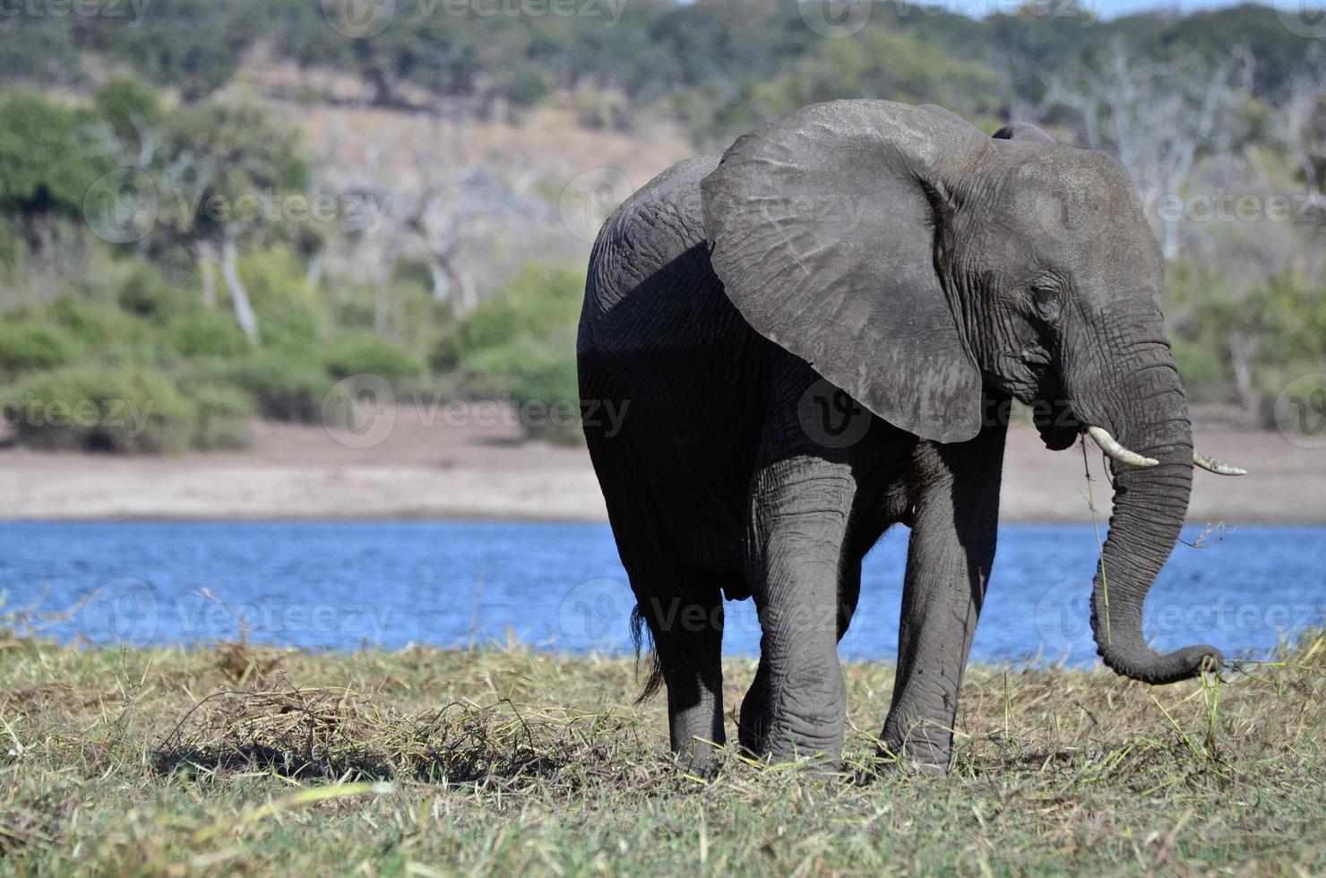 un éléphant broute près de la rivière chobe au botswana, afrique photo