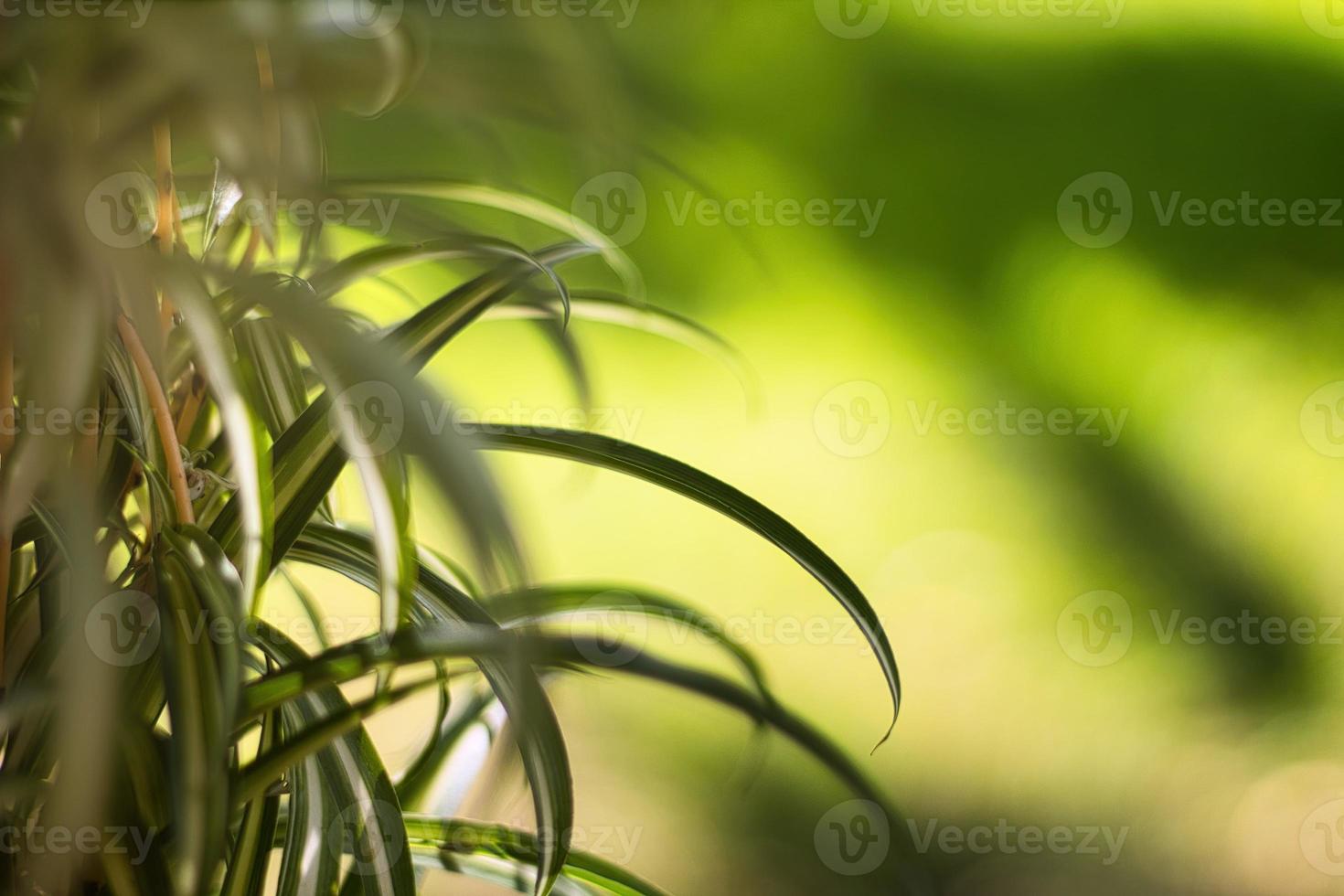 belle vue sur la nature feuille verte sur fond de verdure floue sous la lumière du soleil avec bokeh et espace de copie en utilisant comme arrière-plan paysage de plantes naturelles, concept de papier peint écologique. photo