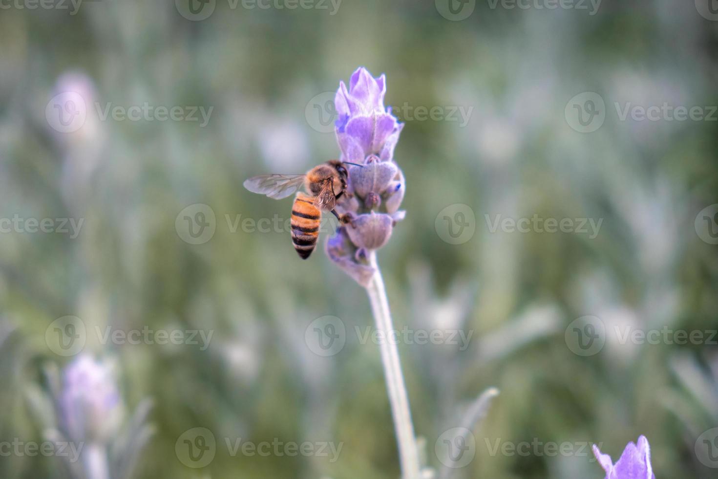 abeille pollinisant les fleurs de lavande photo