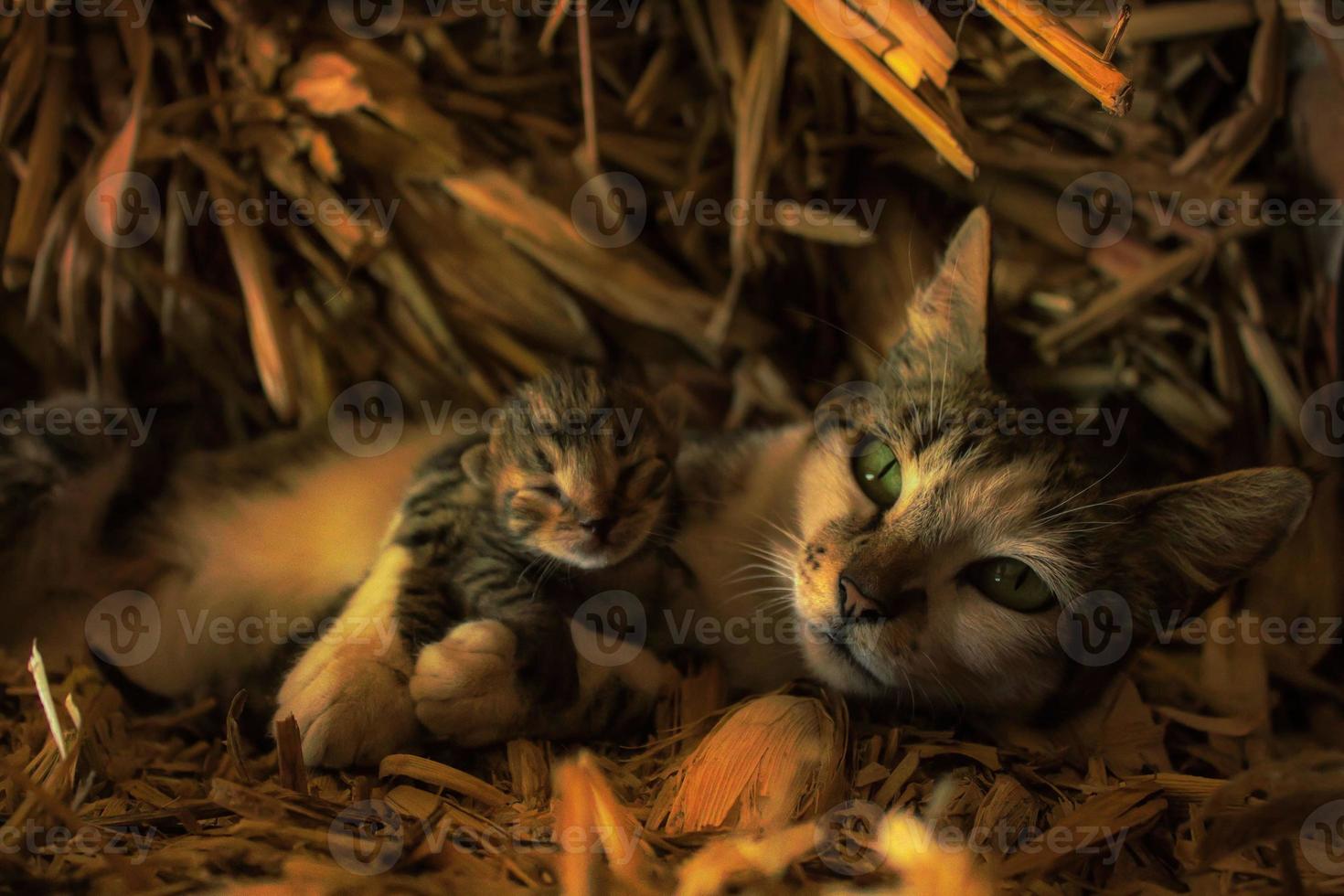 chat couché sur la paille étreignant son bébé chat photo