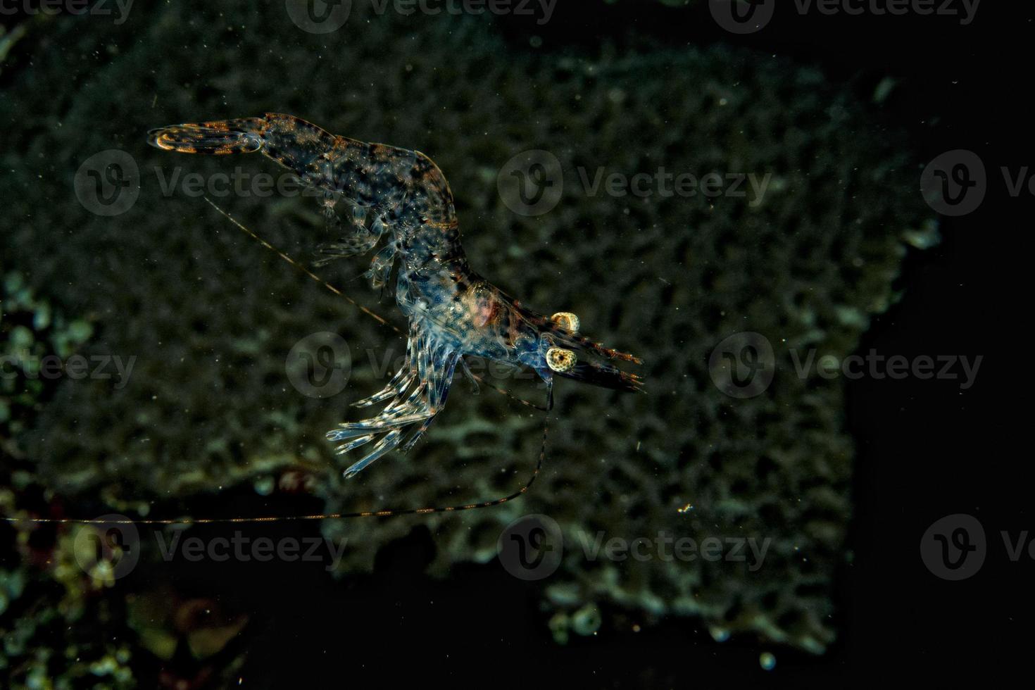 crevettes sur le backgorund noir en indonésie photo