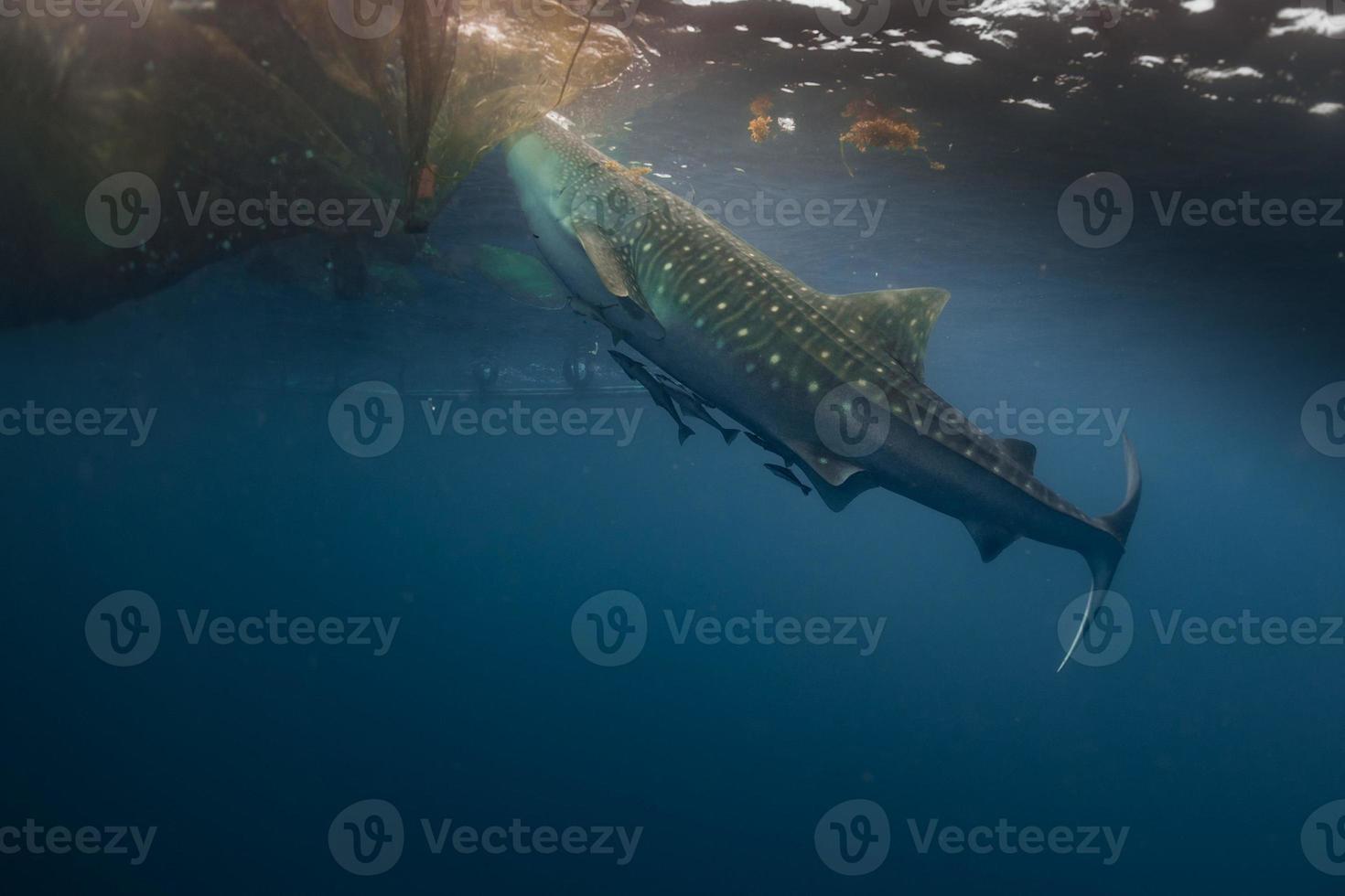 requin baleine sous l'eau s'approchant d'un filet de pêche photo