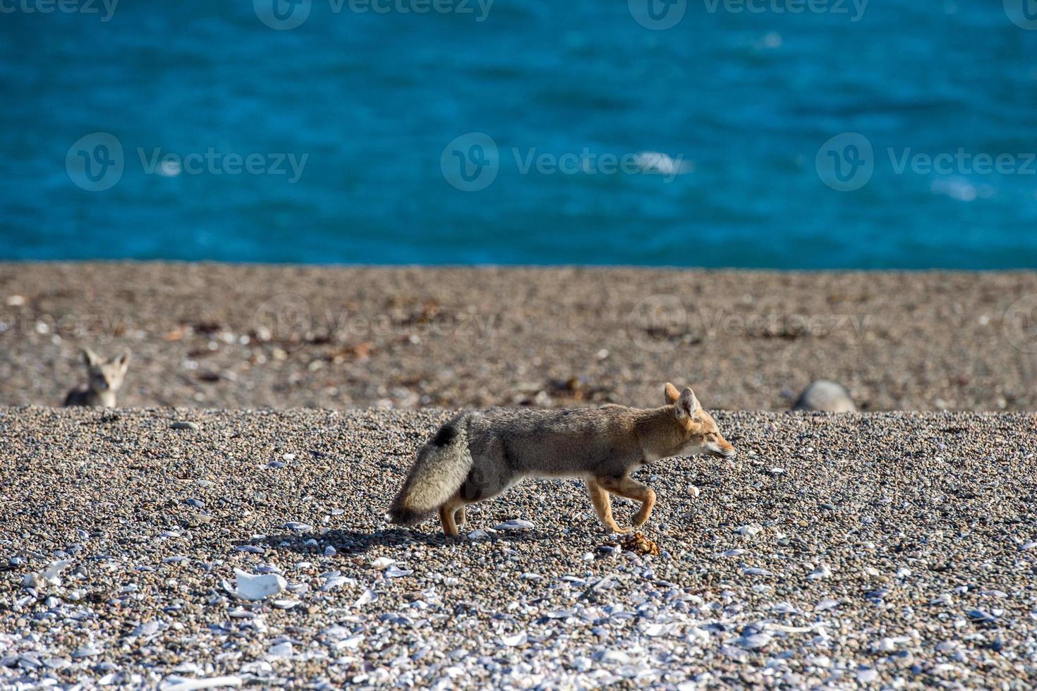 renard gris mangeant un pingouin sur la plage photo