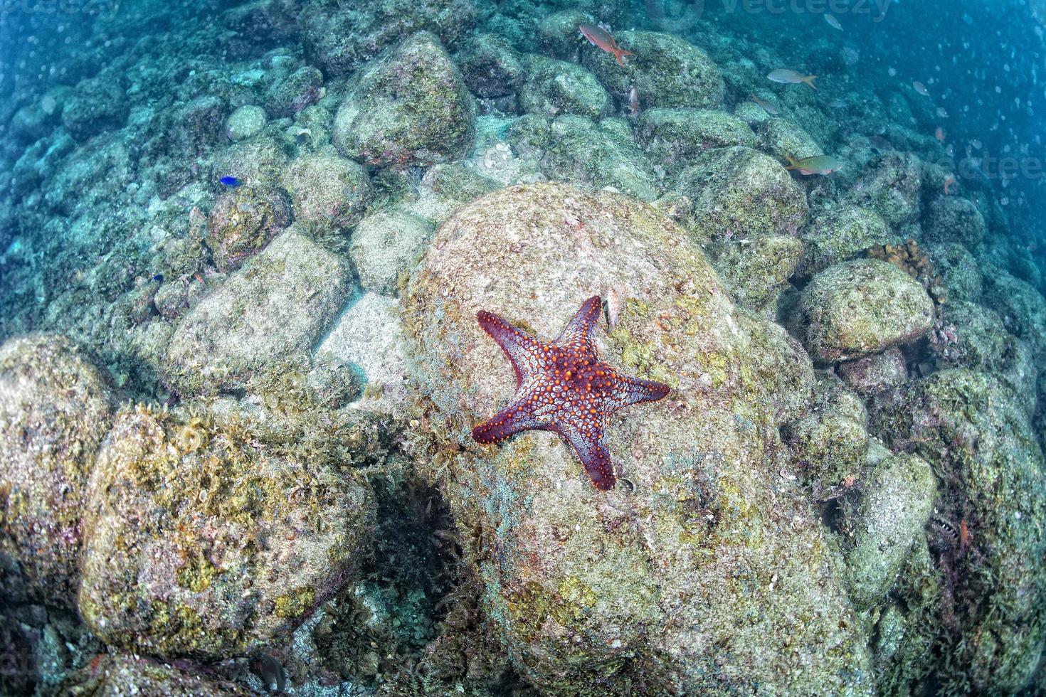 étoiles de mer dans un paysage sous-marin coloré de récif photo
