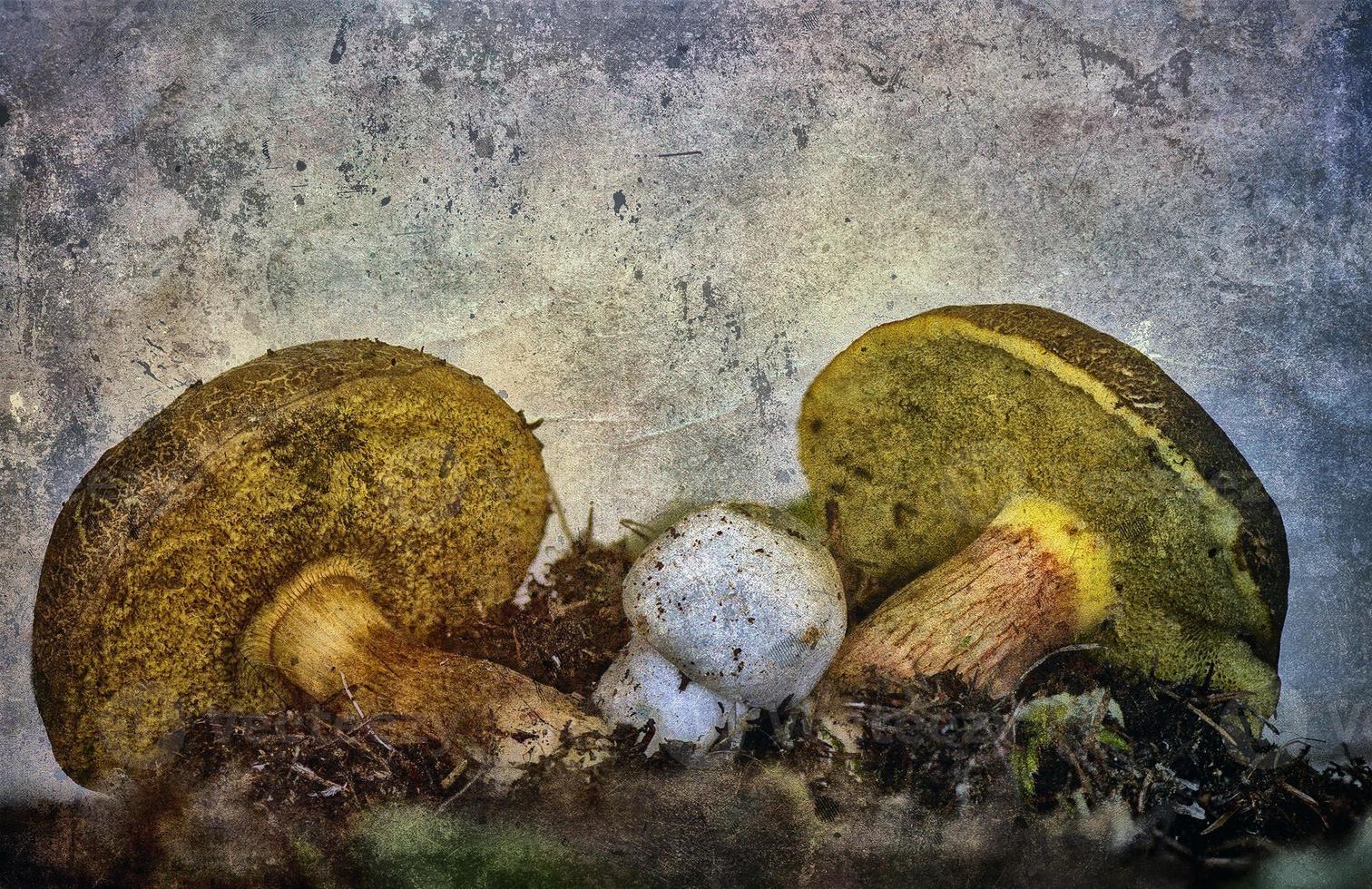 une peinture de champignon en milieu naturel photo