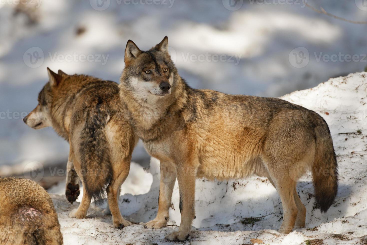 loup gris sur fond de neige photo