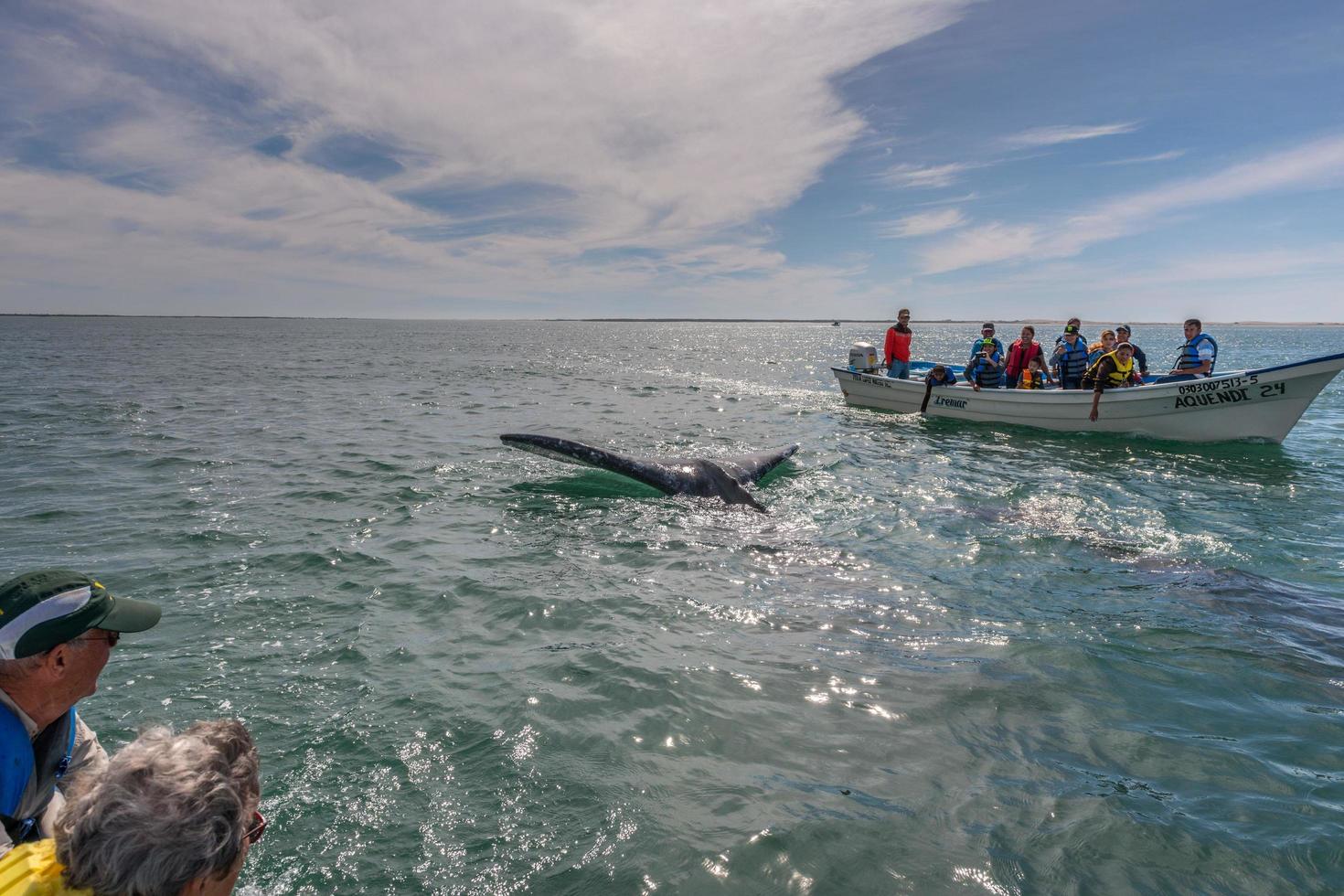 alfredo lopez mateos - mexique - 5 février 2015 - baleine grise s'approchant d'un bateau photo