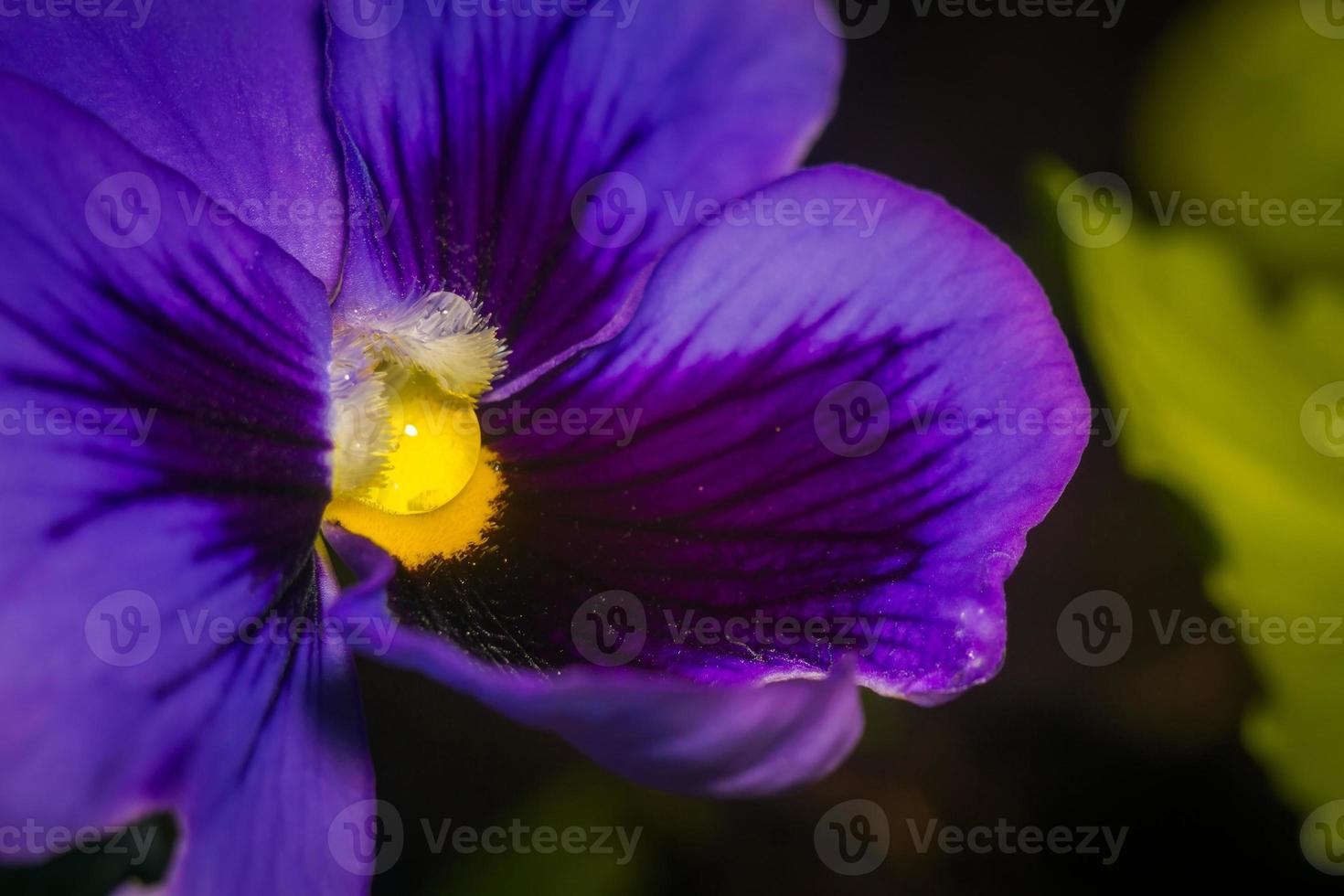 fleur de pensée violette 12220296 Banque de photos
