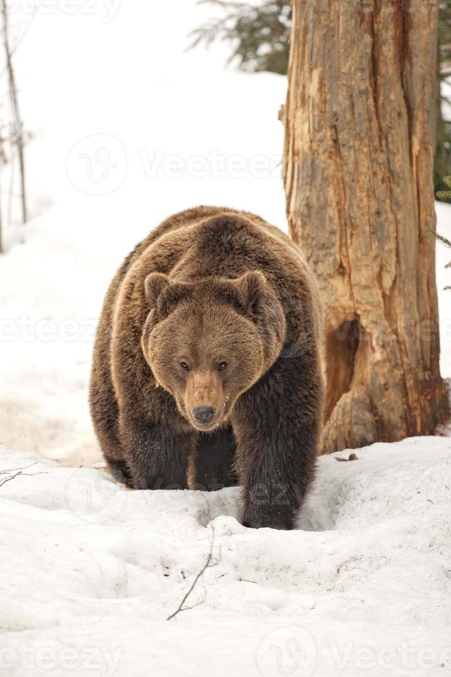 ours noir isolé grizzly brun marchant sur la neige photo