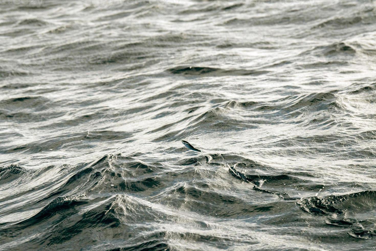 poisson volant au-dessus de l'océan bleu photo