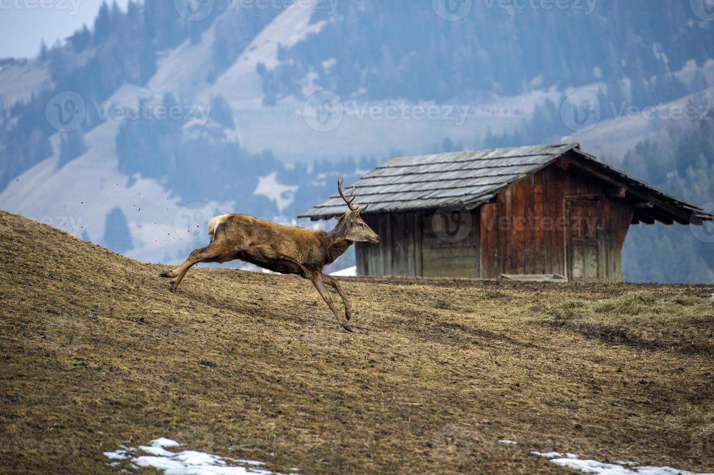 portrait de cerf en courant près de la cabine en hiver photo