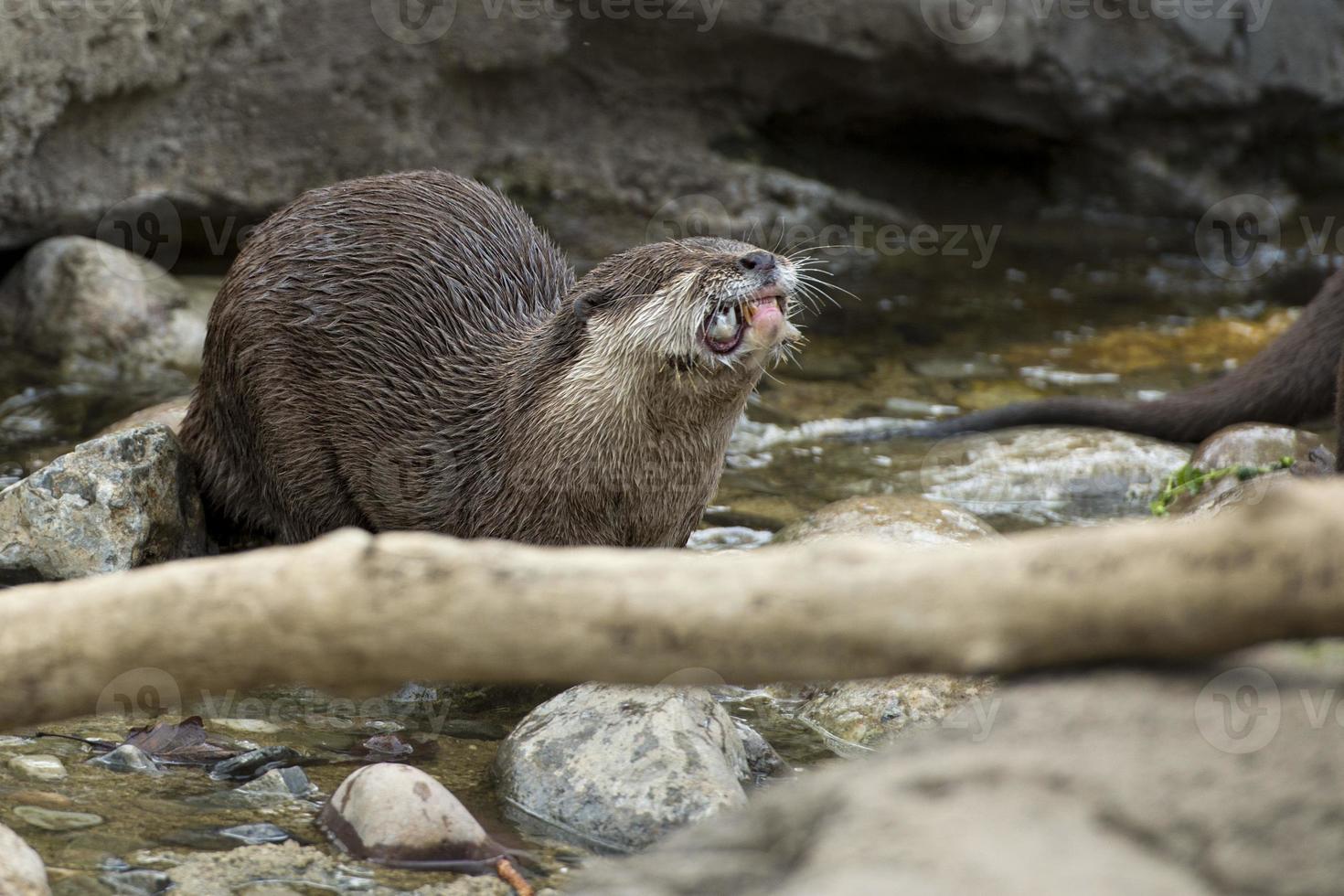 joli portrait de loutre photo