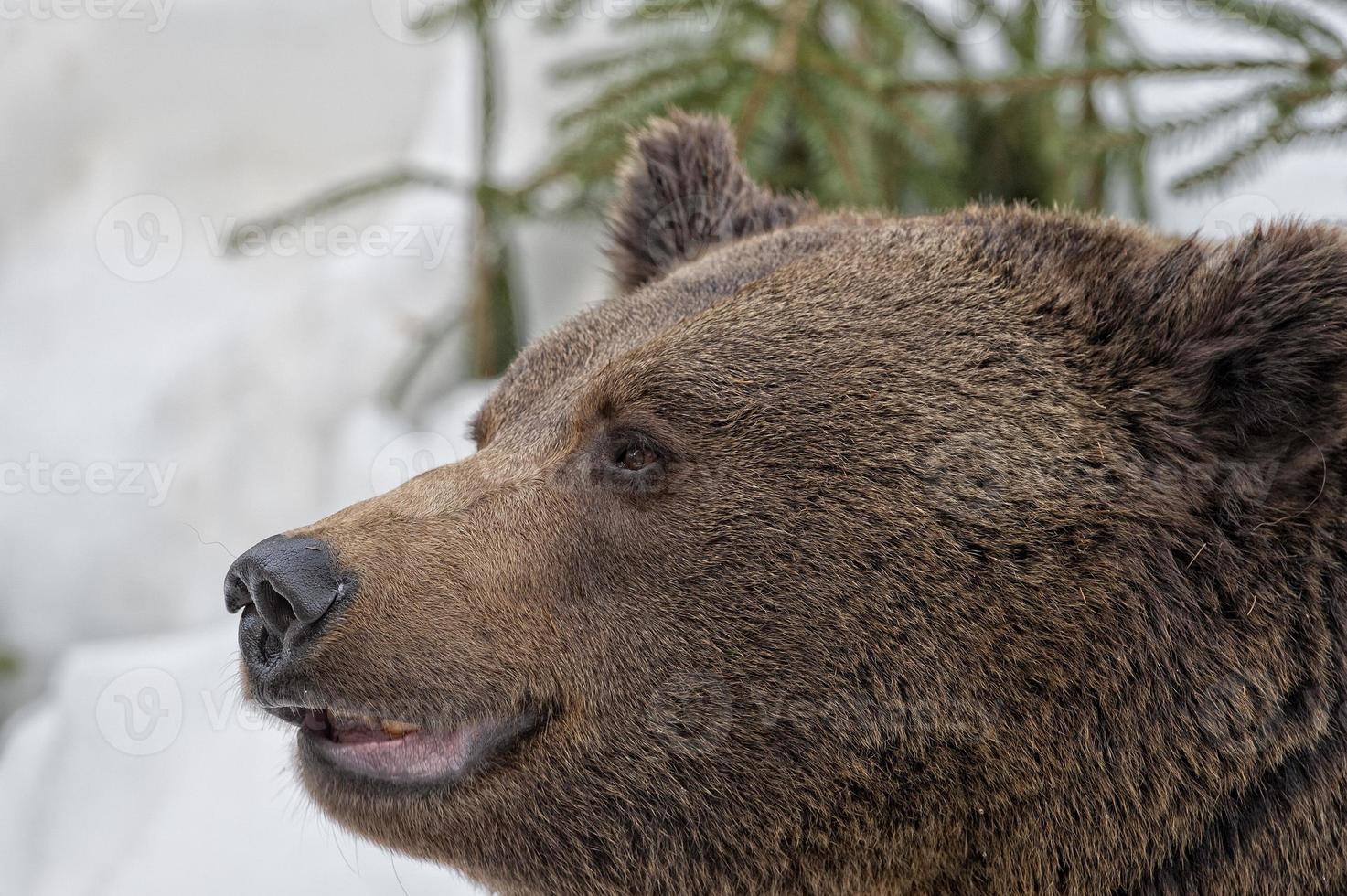 Ours noir grizzly brun portrait dans la neige tout en vous regardant photo