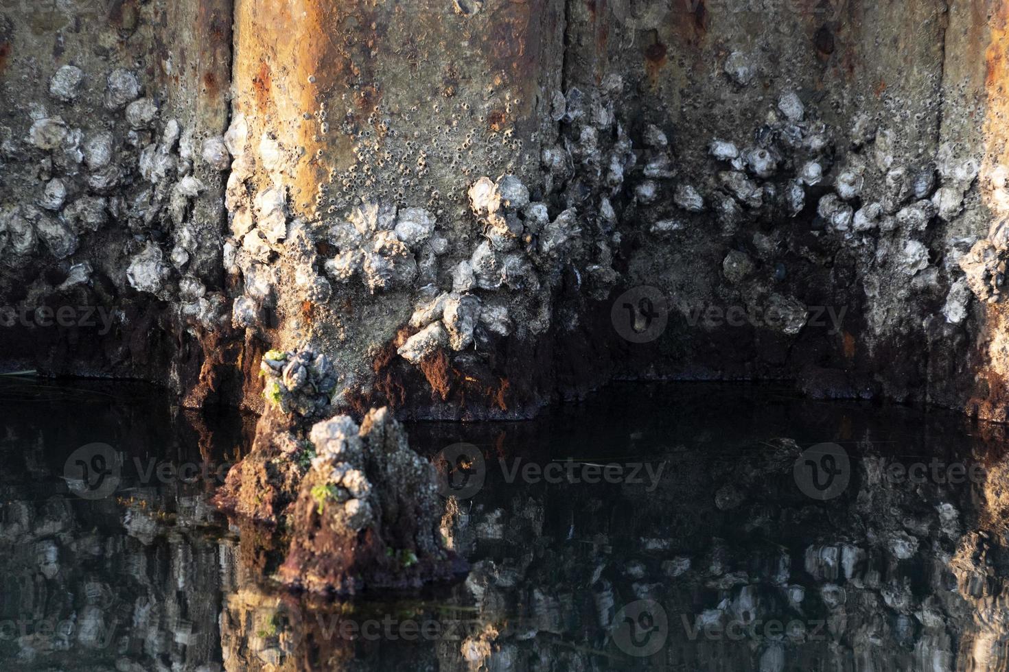 palourdes dans la lagune de venise port de chioggia photo