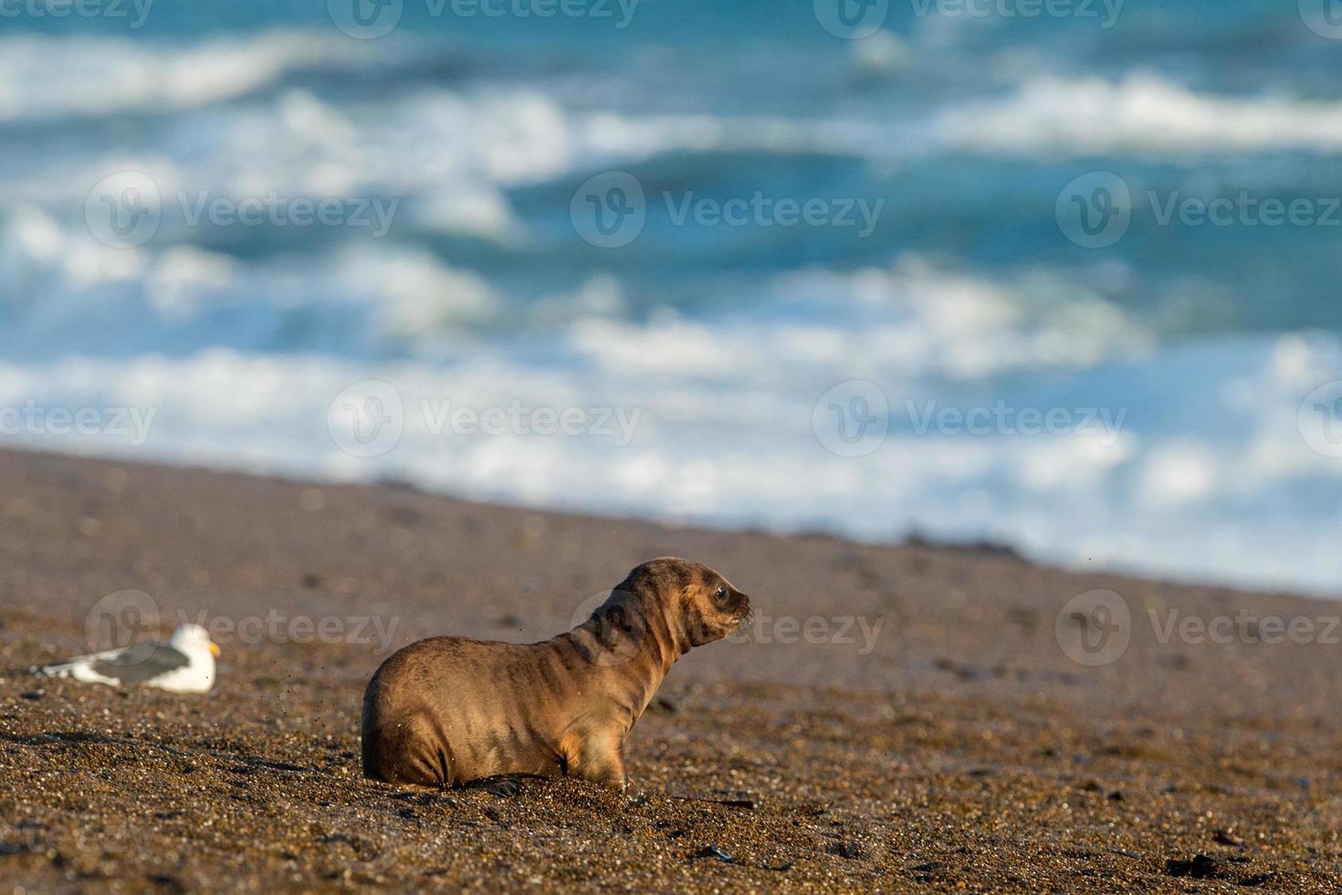 bébé lion de mer nouveau-né sur la plage en patagonie photo