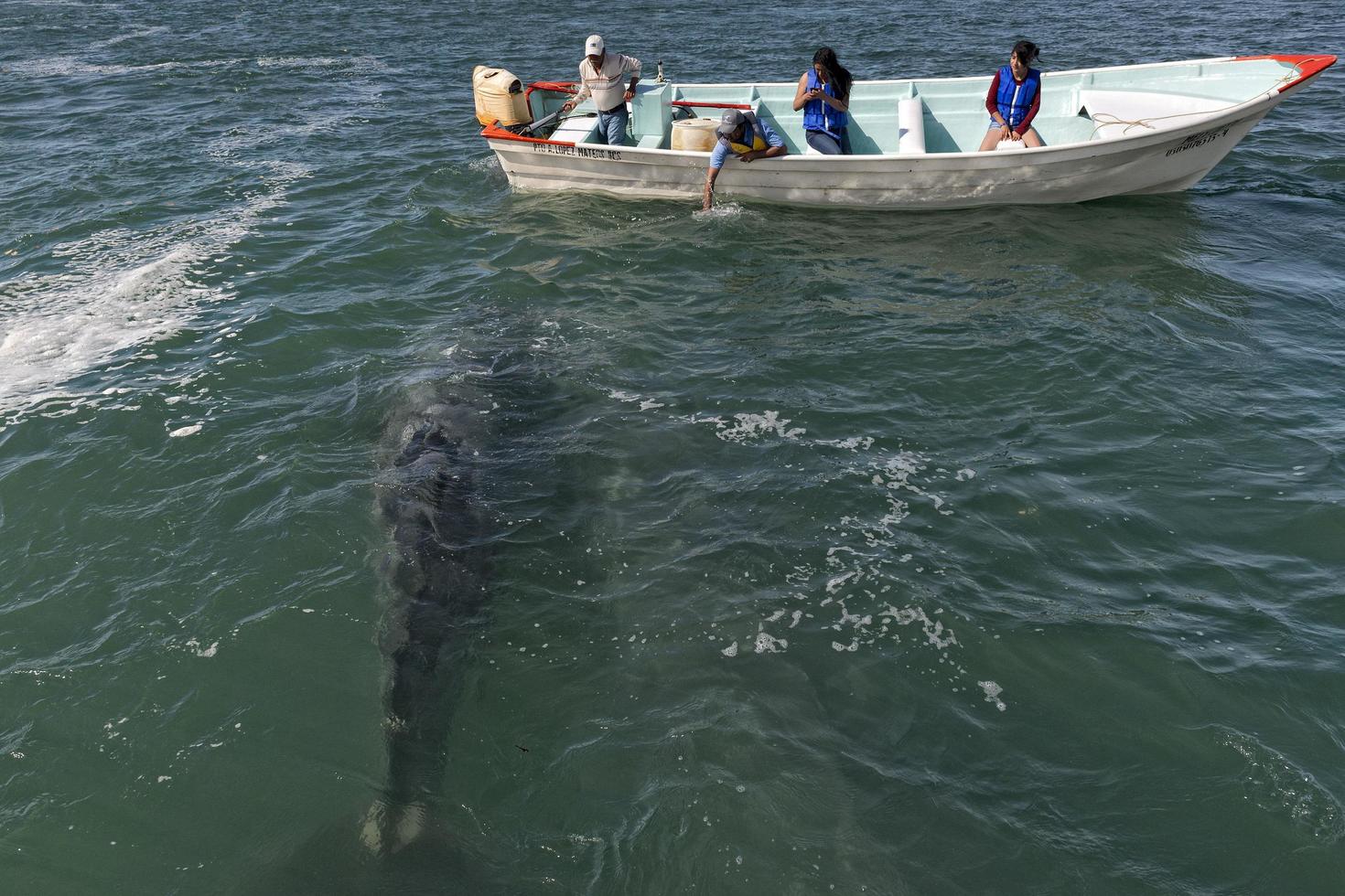 alfredo lopez mateos - mexique - 5 février 2015 - baleine grise s'approchant d'un bateau photo