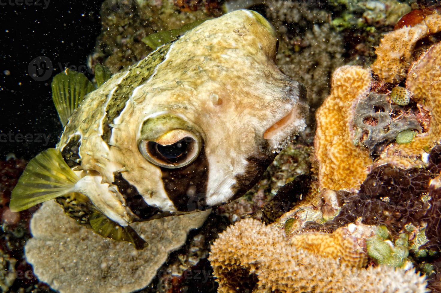 poisson-boîte lors d'une plongée de nuit en indonésie photo