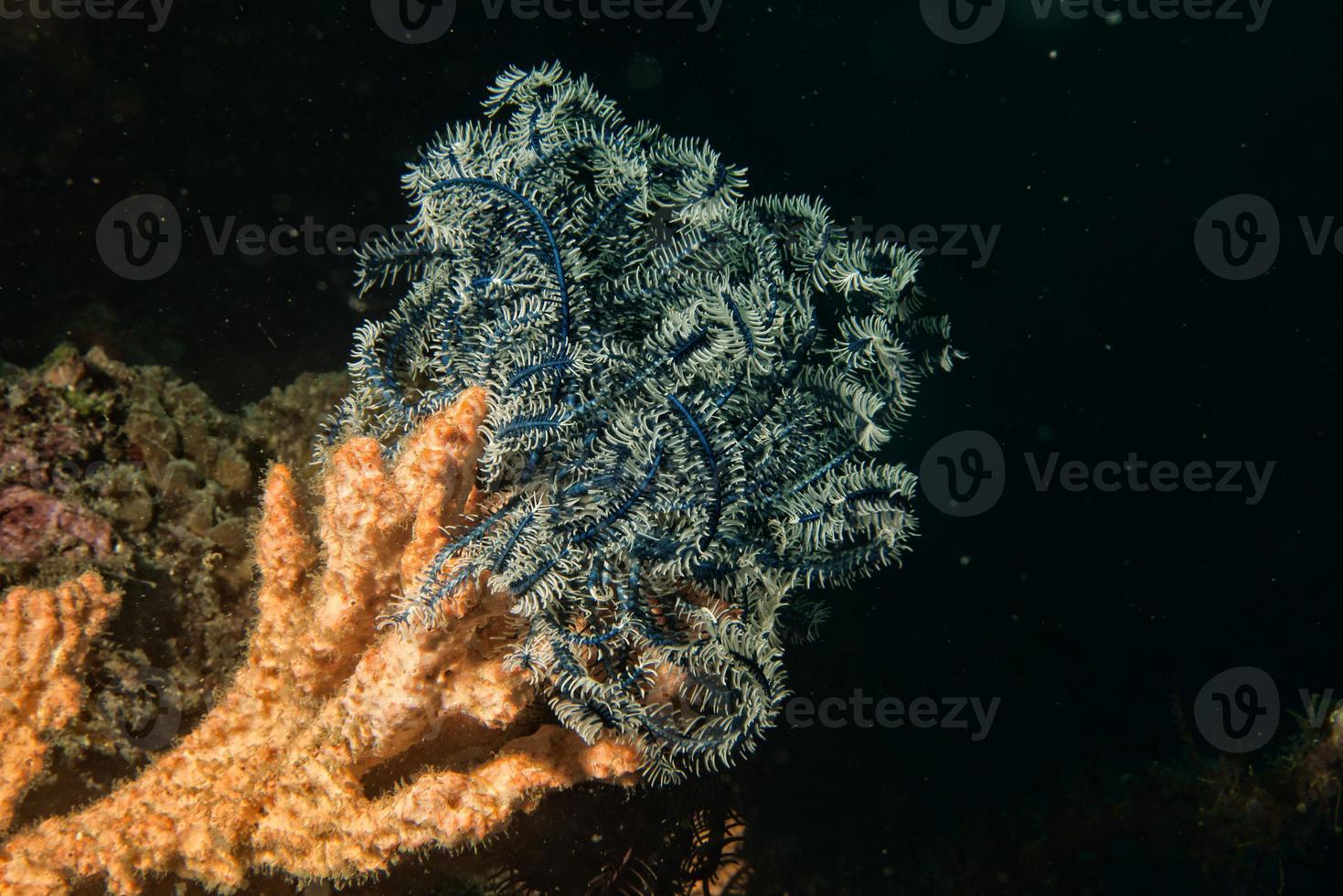 crinoïde sous l'eau en plongée photo