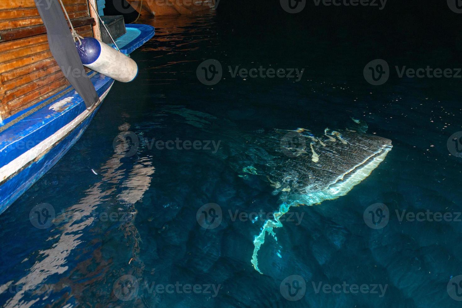 requin baleine gros plan portrait sous l'eau la nuit photo