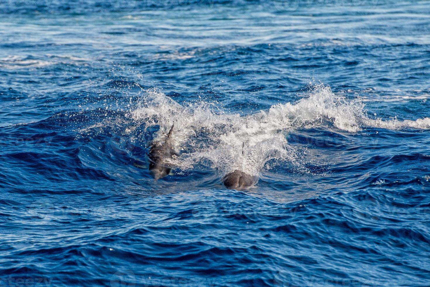 dauphins en sautant dans la mer d'un bleu profond photo