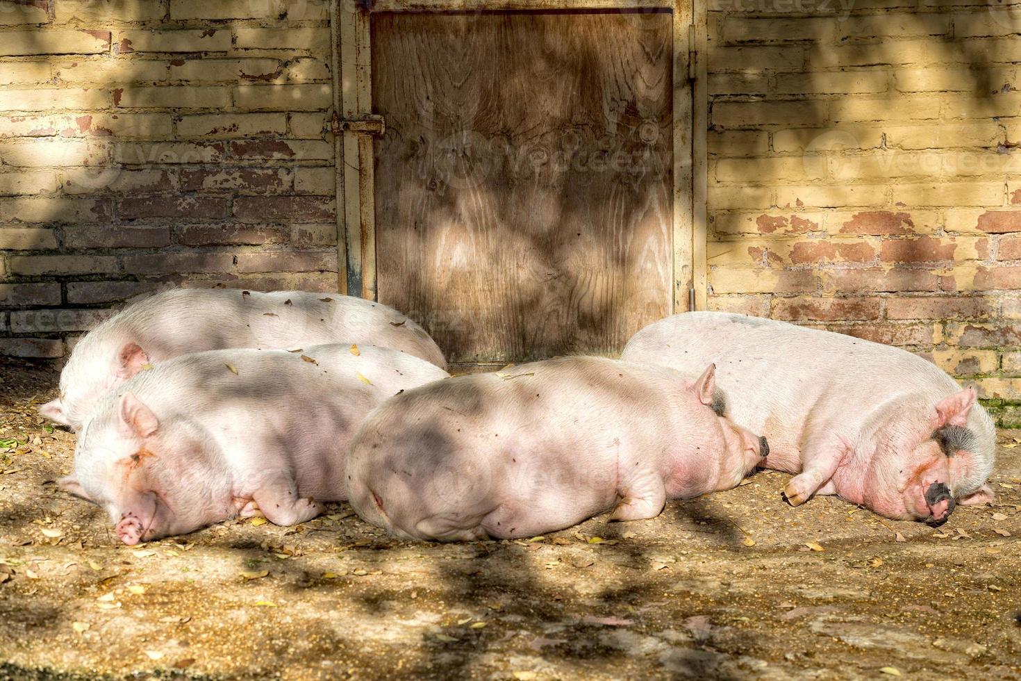 cochons roses en dormant à l'extérieur de la ferme photo