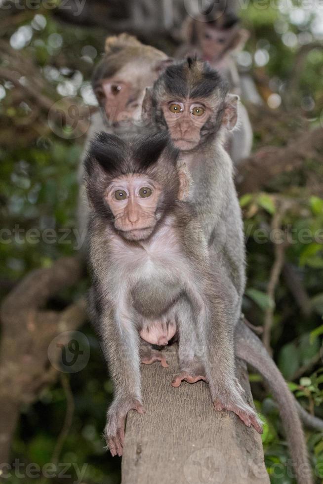 bébé nouveau né indonésie singe macaque portrait photo