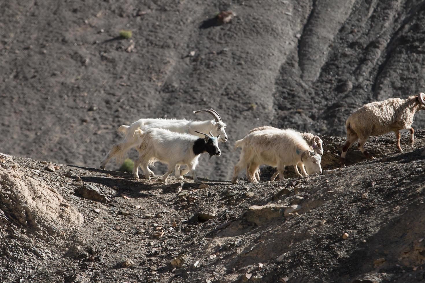 Chèvres sur le rocher à Moon Land Lamayuru Ladakh, Inde photo