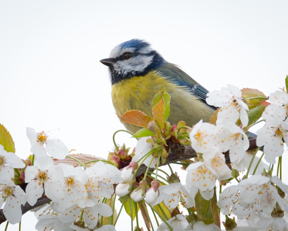 oiseau mésange bleue sur une branche photo