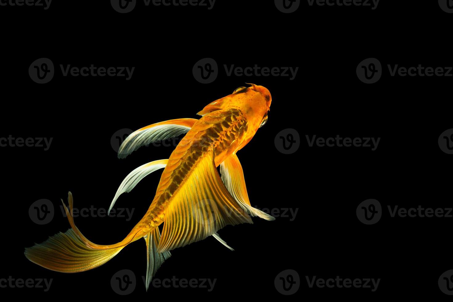 papillon koi fish photo