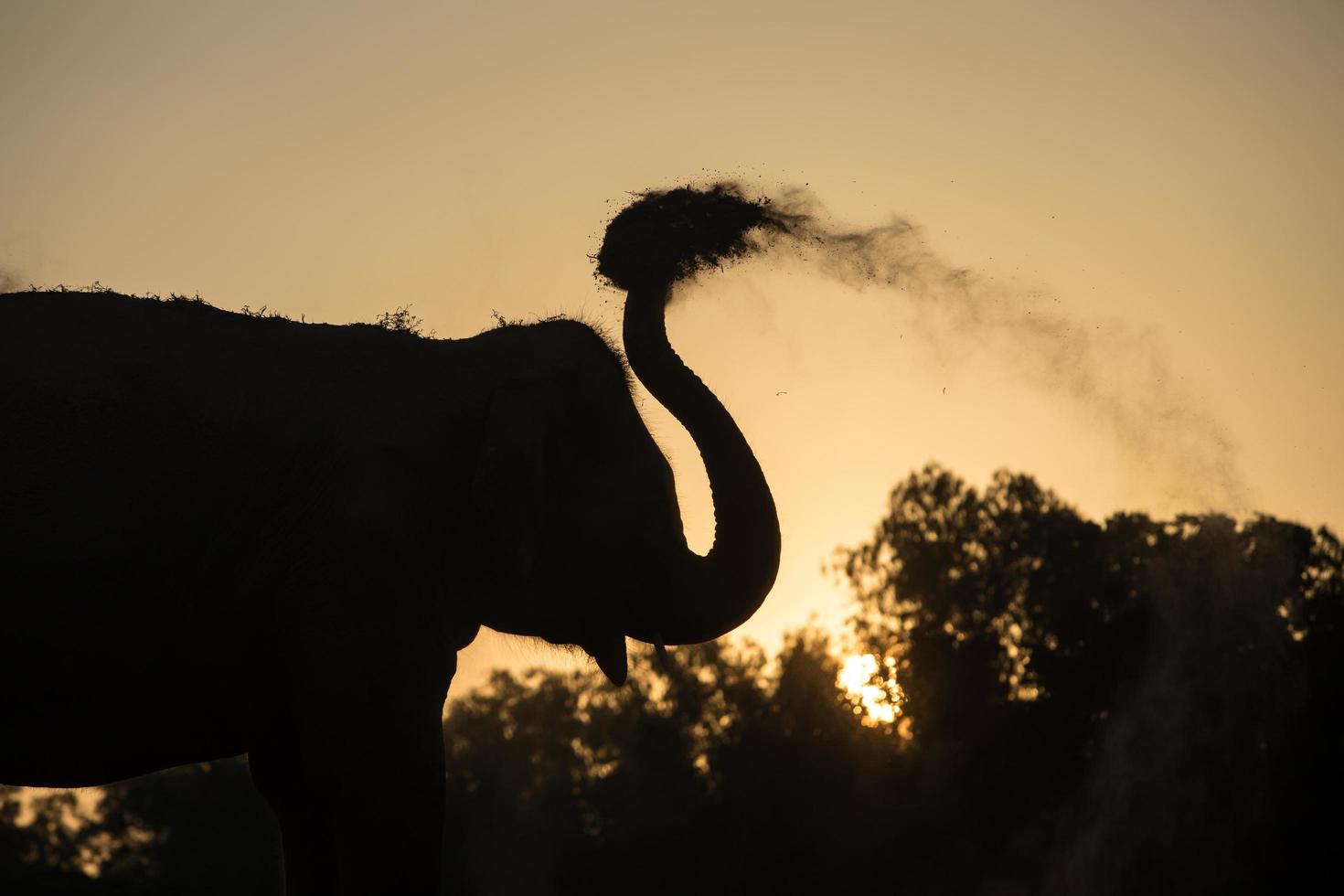 éléphant d'asie dans la forêt au coucher du soleil photo