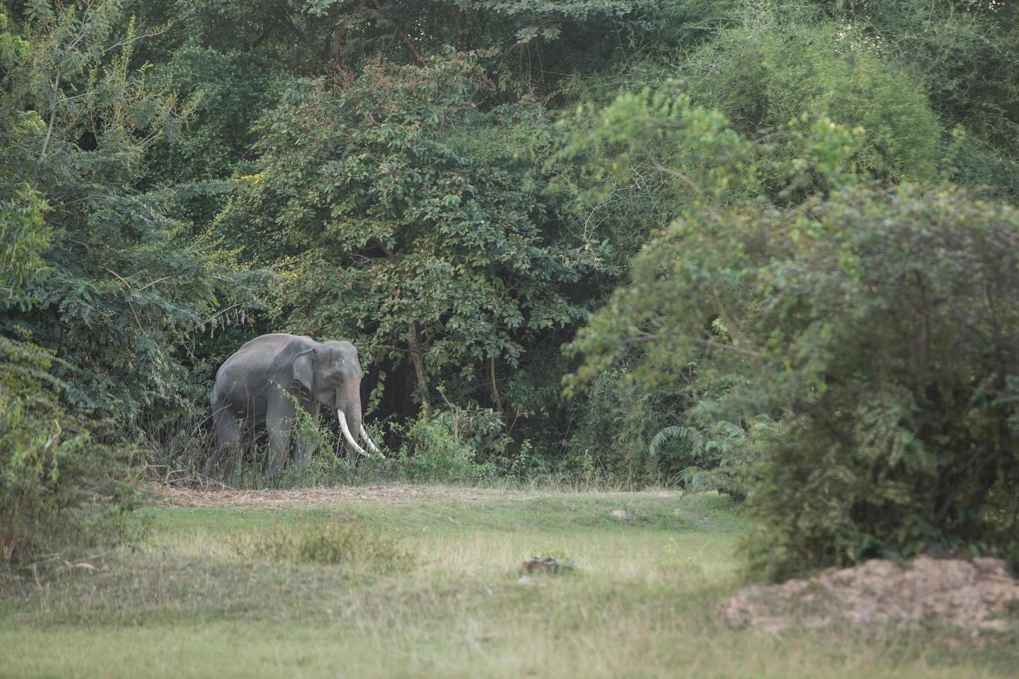 éléphant d'asie à surin, thaïlande photo