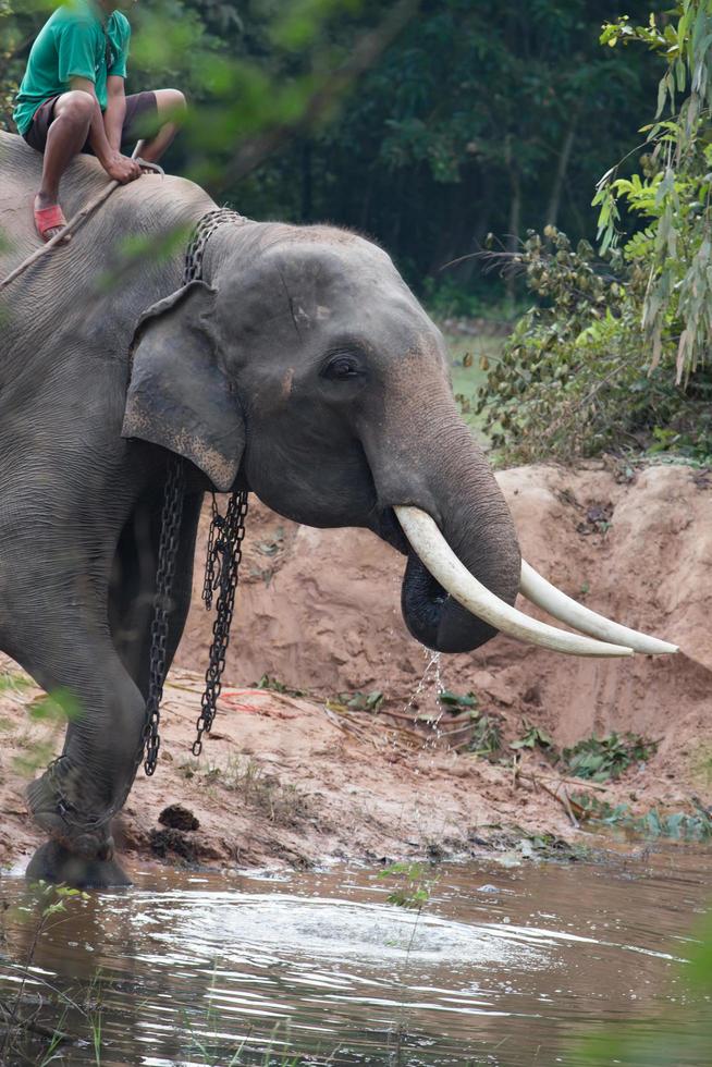 éléphant d'asie à surin, thaïlande photo