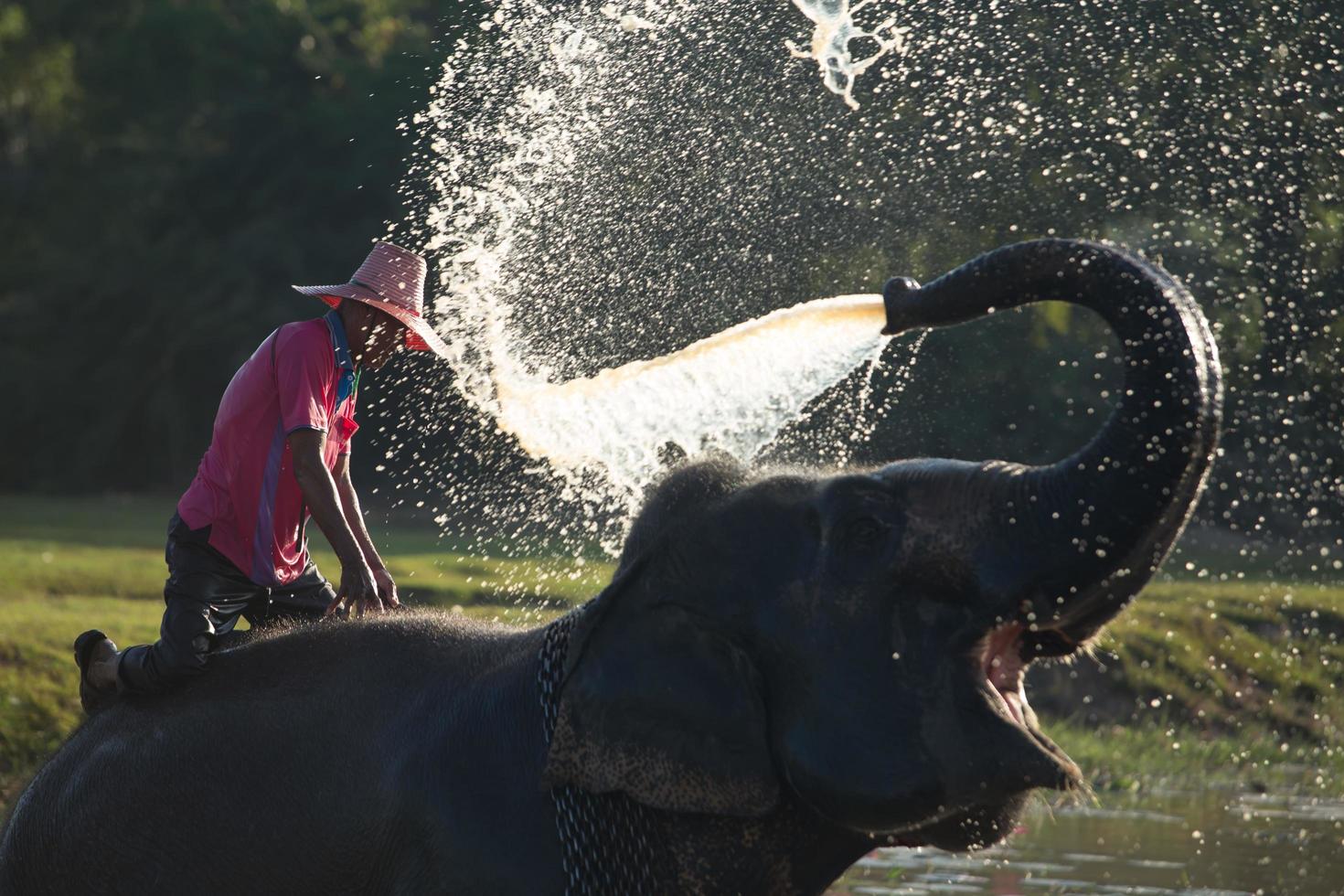 grand éléphant se baignant dans la rivière et s'aspergeant d'eau, guidé par son maître photo