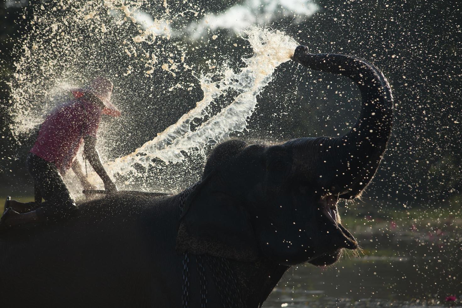 grand éléphant se baignant dans la rivière et s'aspergeant d'eau, guidé par son maître photo