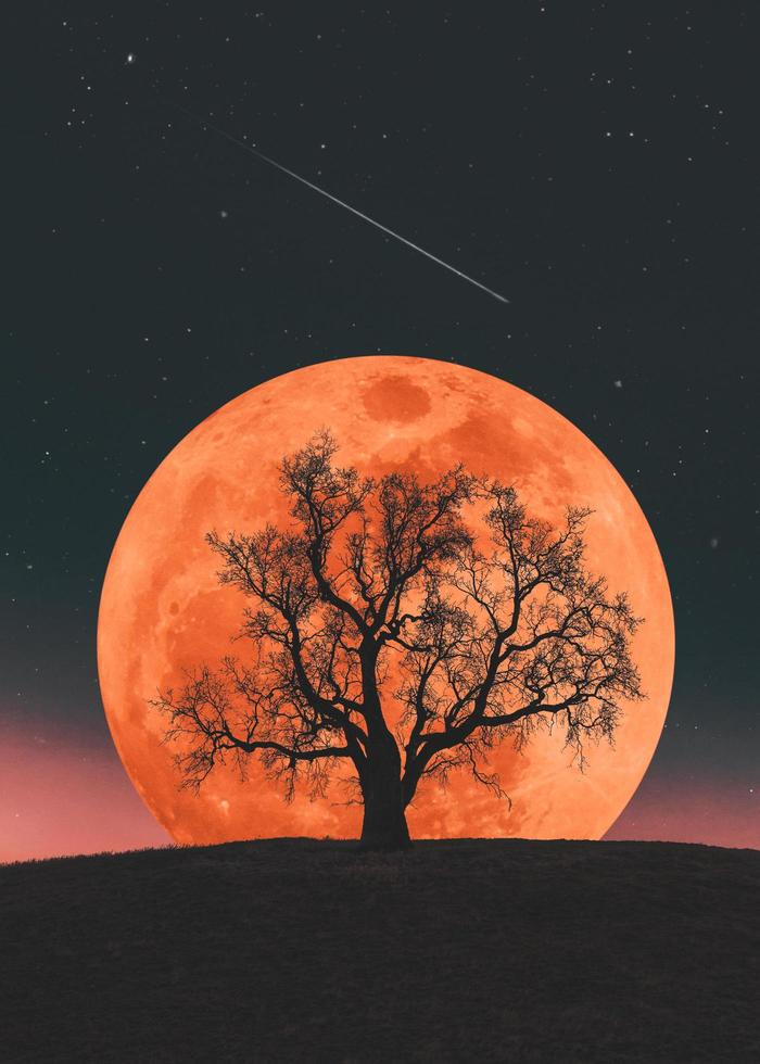 lever de lune sur fond d'un arbre solitaire photo
