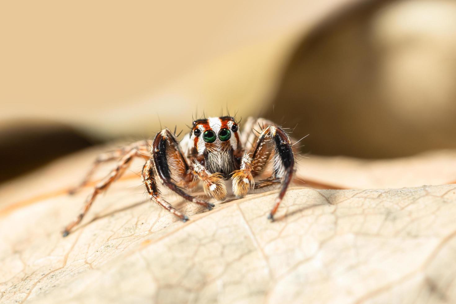araignée sauteuse brune macro photo
