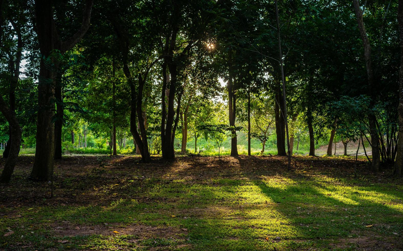 la lumière du soleil à travers les arbres photo