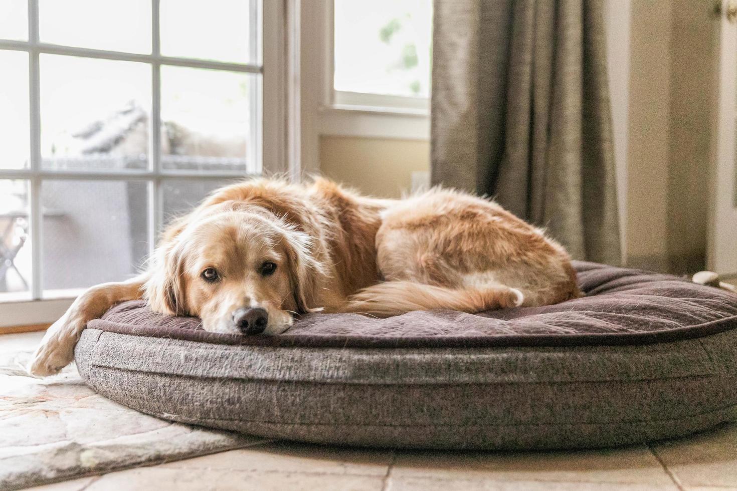 Golden retriever portant dans un lit pour chien photo