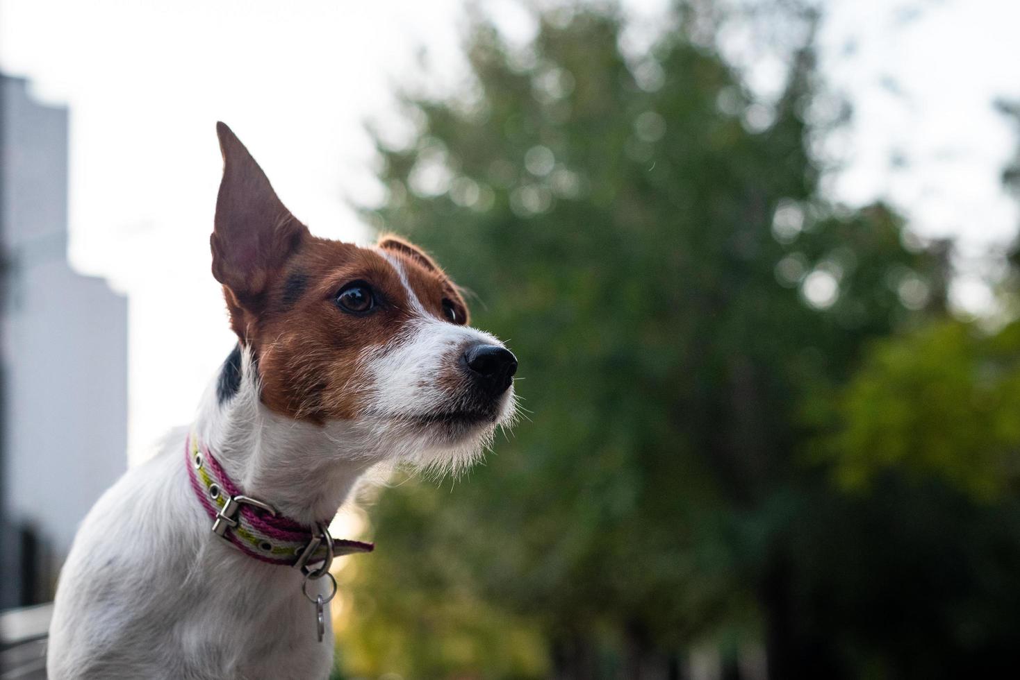 jack russell terrier en plein air photo