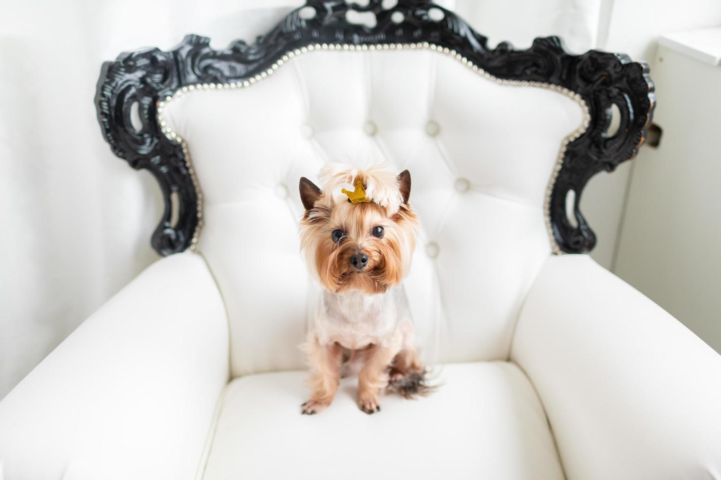 Yorkshire terrier assis sur une chaise photo