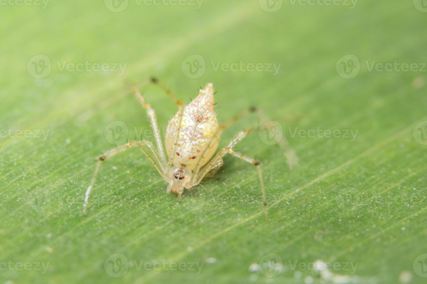 araignée jaune sur feuille verte photo